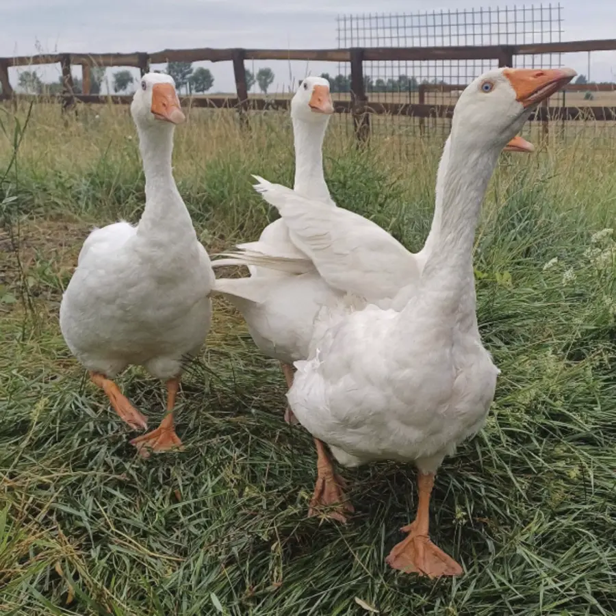 Husy na farmě Čtyřlístek